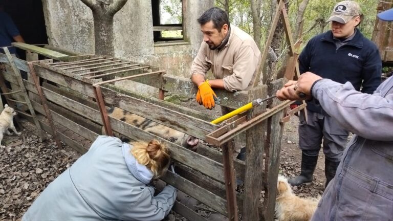 Actividades de Prácticas Socioeducativas en el marco del Plan Integral de Ordenamiento Porcino (PIOP) – Tandil